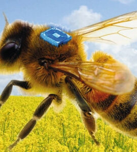 Concept of a bee-carried RFID sensor supported by Fraunhofer IZM's miniaturized battery to advance bee health research, © Micro-Sensys GmbH
