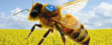Concept of a bee-carried RFID sensor supported by Fraunhofer IZM's miniaturized battery to advance bee health research, © Micro-Sensys GmbH